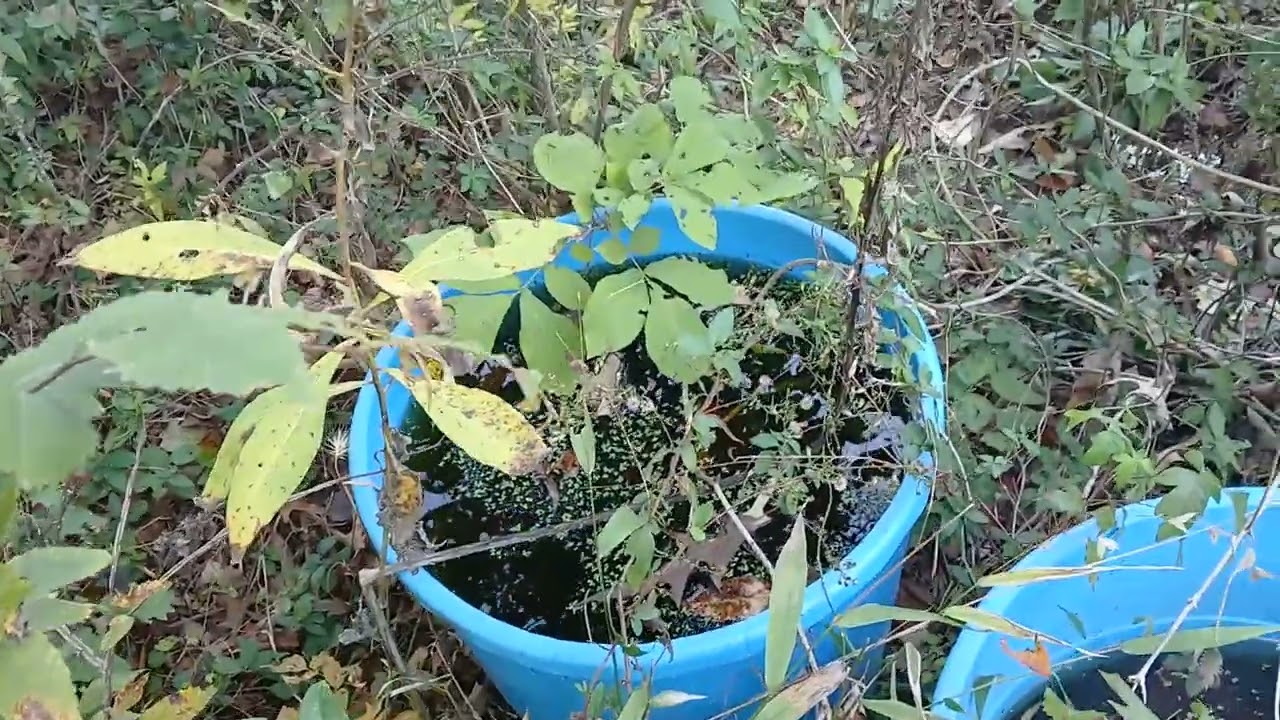 Anti Mosquito 🐸 Frog breeding tubs