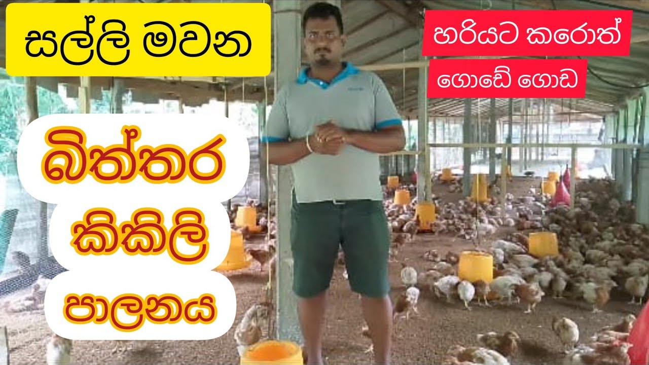 බිත්තර කිකිලි පාලනය හරියට කරල ජීවිතේ ගොඩදාගමු. #layer #egg #chicken #farming #poultry #animalava