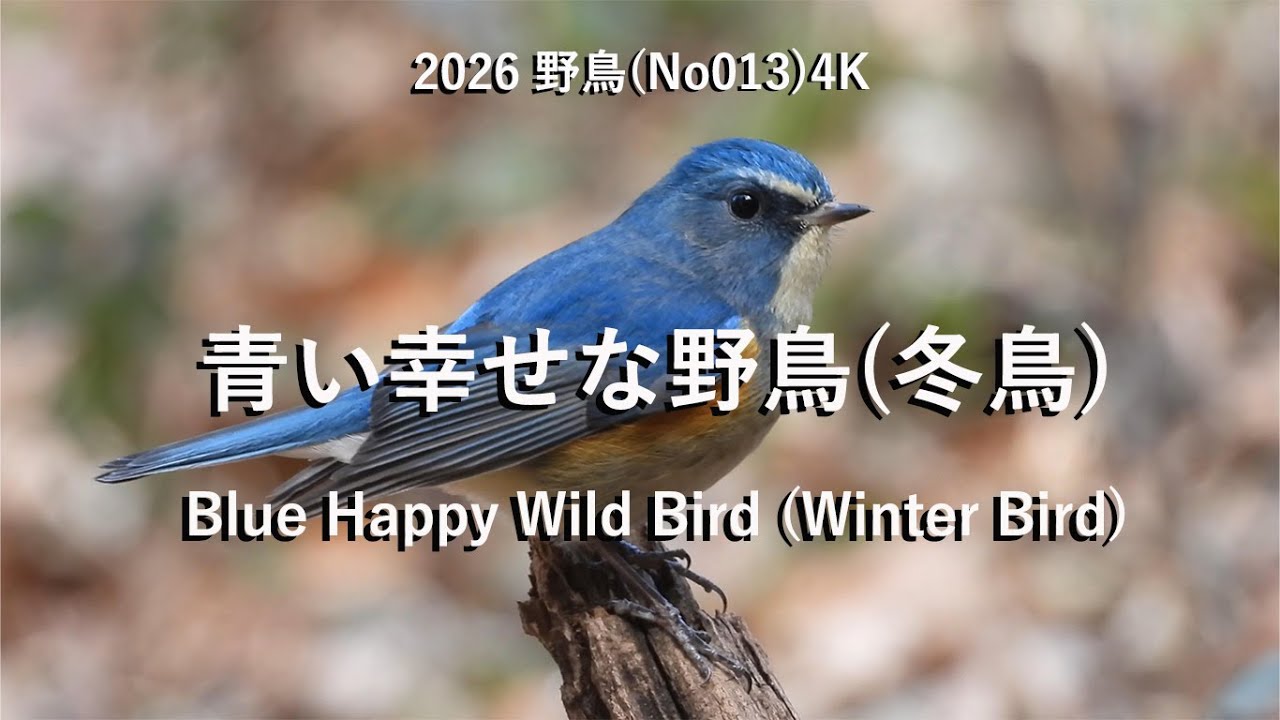 2026青い幸せな野鳥(冬鳥)4K(No013)Blue Happy Wild Bird (Winter Bird)#野鳥