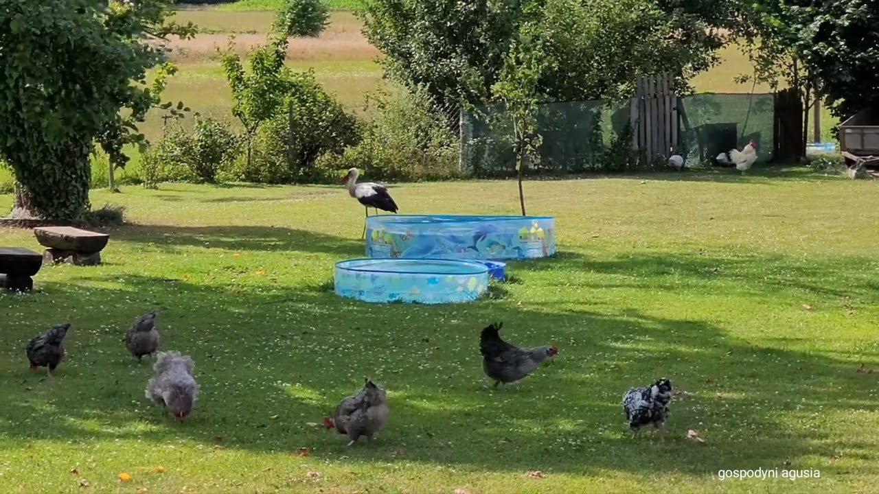 Ach, Tatko i jego baseny . Jak dobrze , że Mamcia potrafi sprowadzić Tatkę na ziemię .