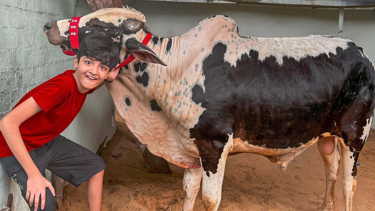 Alhamdulillah Qurbani ki Cow Khareed Li🐮🐄