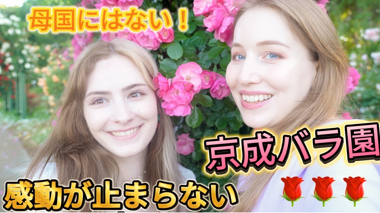 母国には絶対ない！京成バラ園に行ってみたら感動が止まらない！