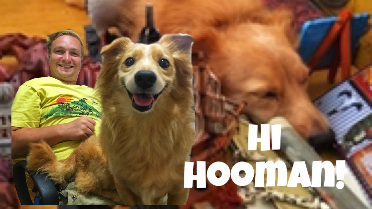 Life with Teddy: Kumander Daot&rsquo;s Dog || Vlog #1