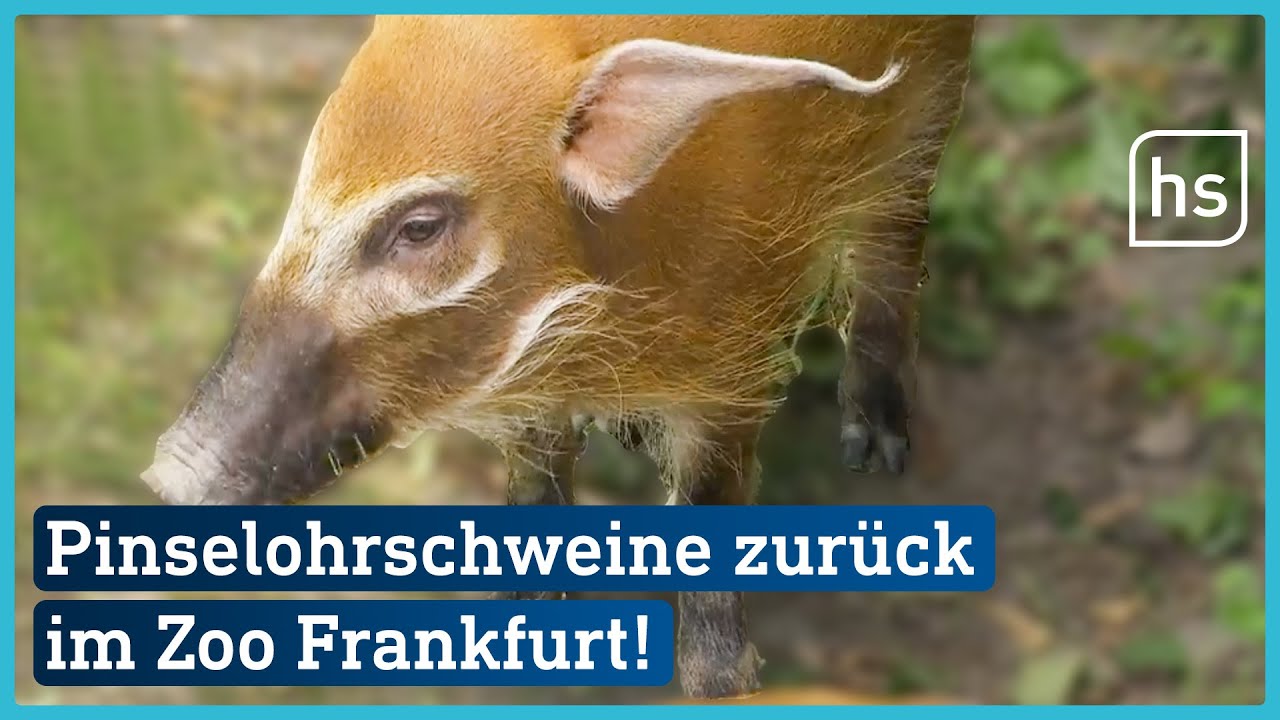 Nach 40 Jahren! Die Pinselohrschweine sind zurück im Zoo Frankfurt | hessenschau