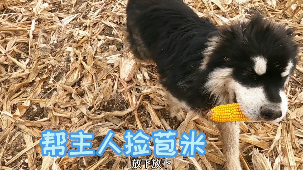 吉林延边，下午有大暴雪，一家三口俩毛孩，仨小时捡了200斤苞米 #东北   #三农  #延边  #我要上热门
