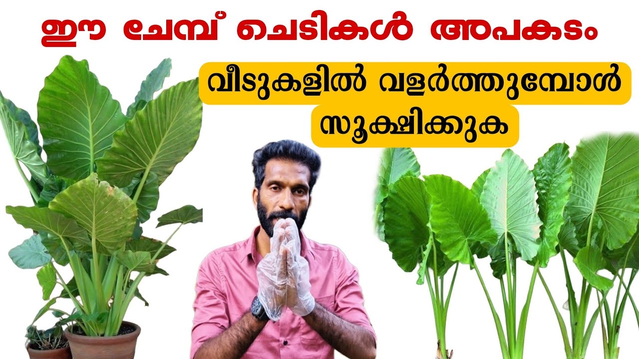 ഈ ചേമ്പ് ചെടികൾ അപകടം.സൂക്ഷിക്കുക.#explore #garden #gardening #plante #malayalam #shemizSk
