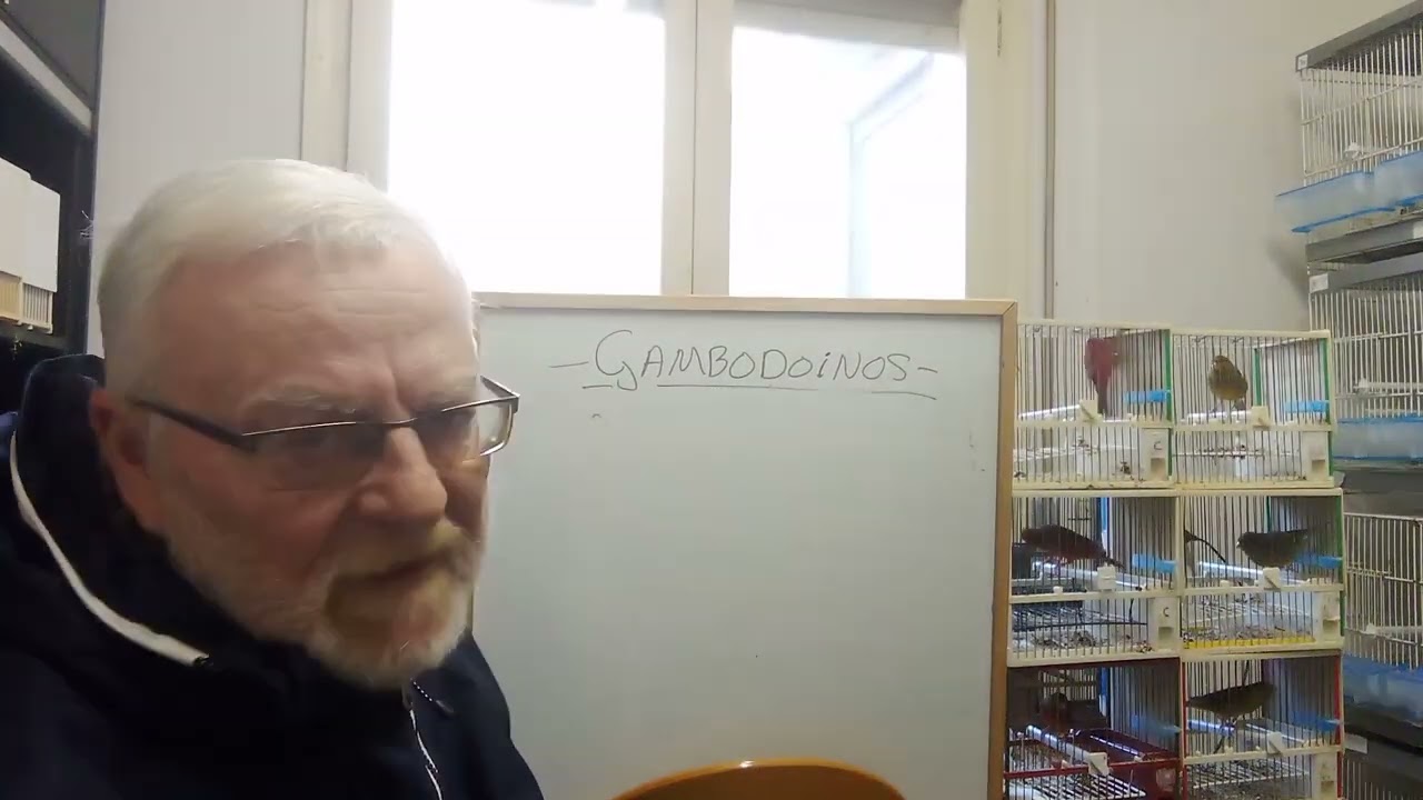 LOS GAMBODONIOS