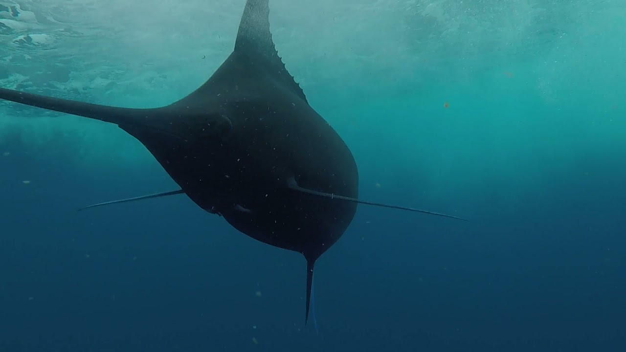 500 lb Blue Marlin dredge cam footage on #Hogwildcharters Caught on #ringerswivel