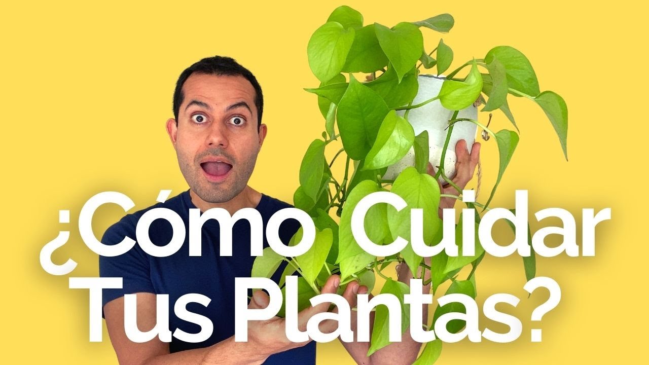 C&oacute;mo CUIDAR Tus PLANTAS De INTERIOR? 🌱😀💧 - Minimalismo Y Plantas De Interior