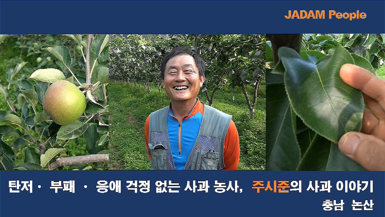 탄저 · 부패 · 응애 걱정 없는 주시준의 사과 농사/He farms apples without worrying about Anthracnose, Mite, and Rot.