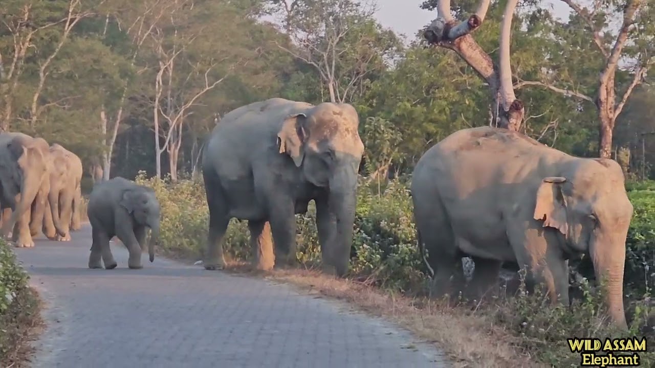 When a Wild Elephants Herd Turns Aggressive😱🐘||Wild Assam Elephant🦣🐘 ☘️🧿||