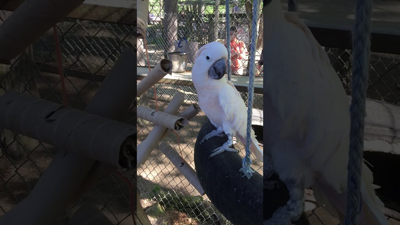DEW Haven&mdash;Maine zoo and rescue