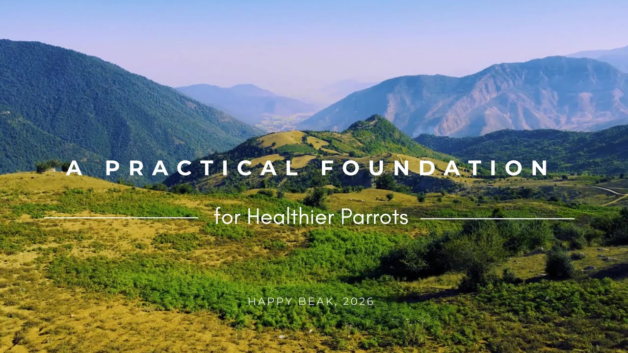 A Practical Foundation for Healthier Parrots
