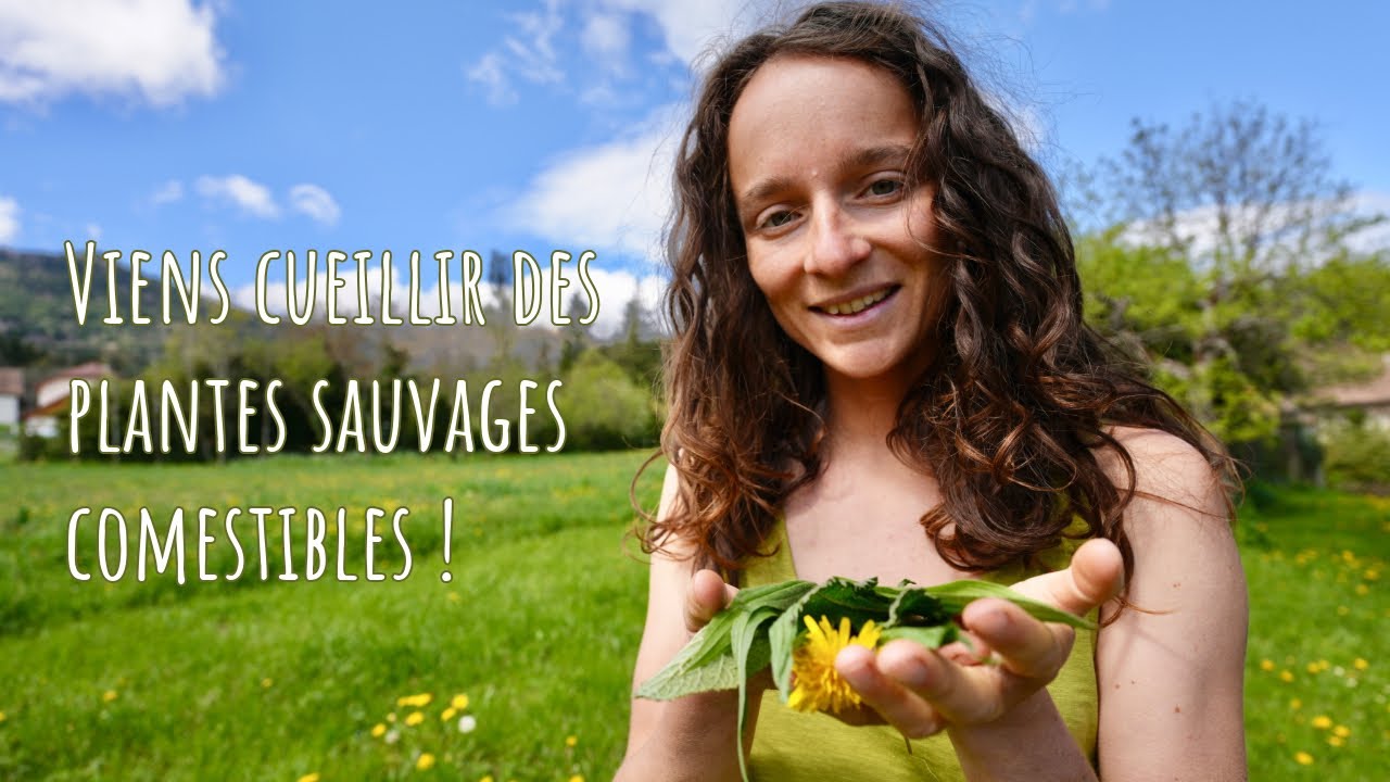 Cueillette de plantes sauvages comestibles dans mon jardin et recettes sauvages
