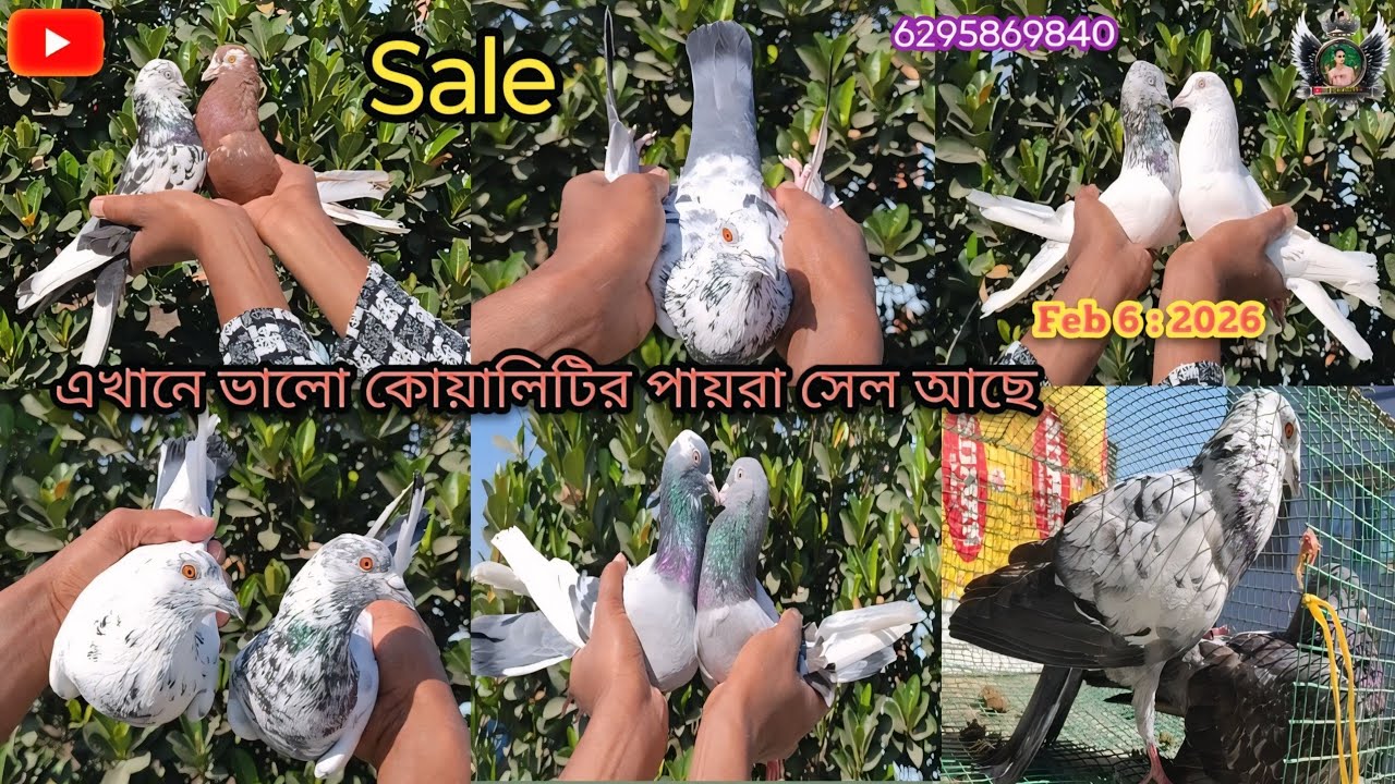 অসাধারণ সব কোয়ালিটির কবুতর বিক্রি হবে | সরাসরি🕊️ মোবাইল নম্বরে যোগাযোগ করুন 🔥6295869840🕊️#like 