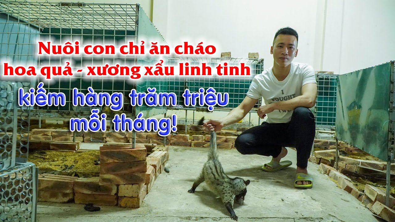 Thu tiền tỷ/năm từ mô hình nuôi chồn hương (cầy hương) || Kỹ thuật nuôi chồn hương làm giàu