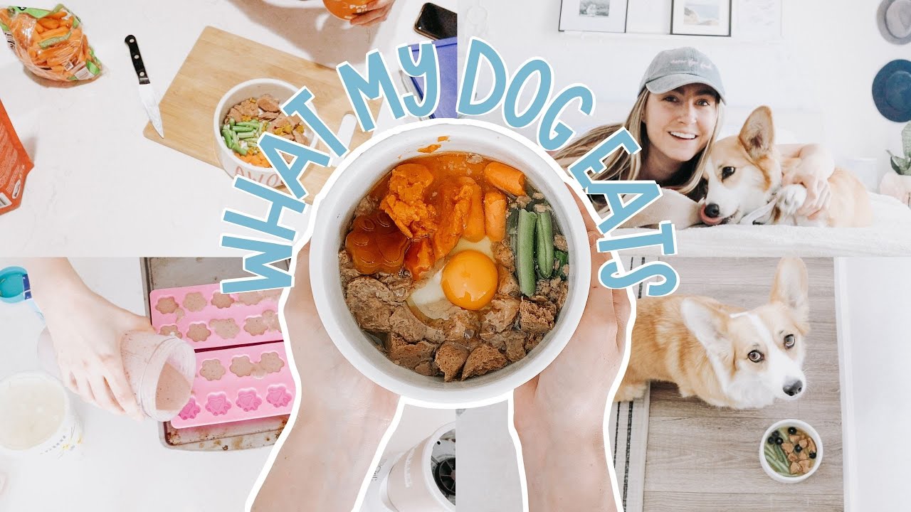 What My Dog Eats in a Week | Easy Raw Diet Homemade Dog Treats and Human Food Good for Dogs