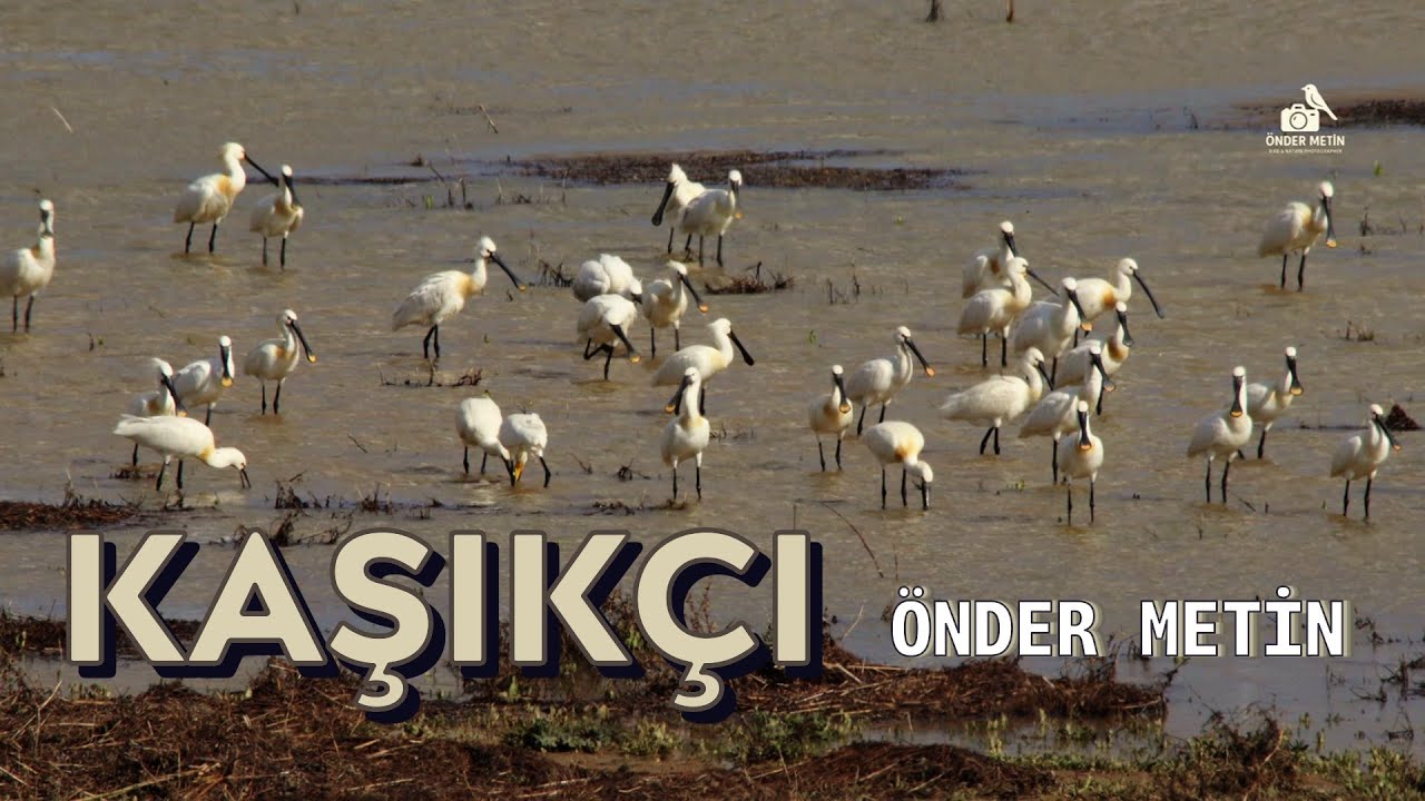 KAŞIKÇI - ÖNDER METİN - ILGIN ÇAVUŞCU GÖLÜ