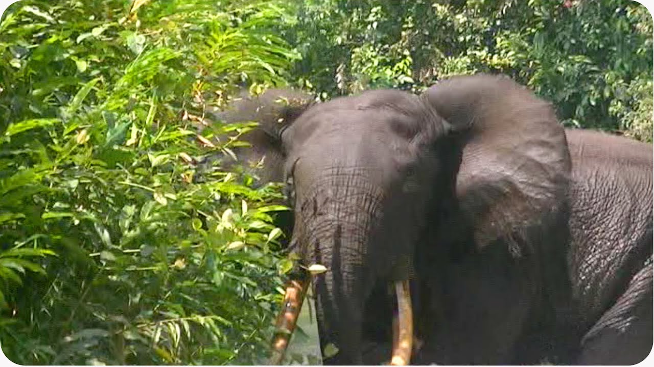 INCREDIBLE Wildlife #WIN | Jet Skiers See Bull Elephant
