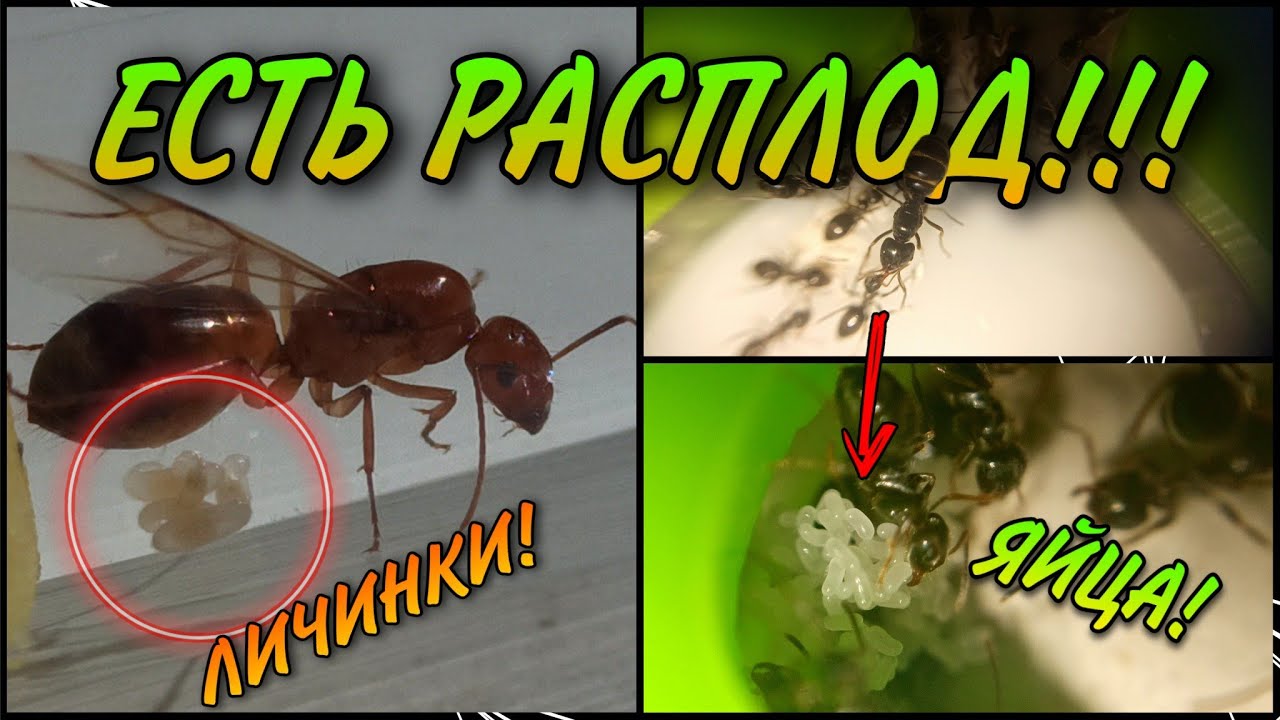 ЕСТЬ РАСПЛОД! Camponotus Pilicornis и Lasius Fuliginosus.