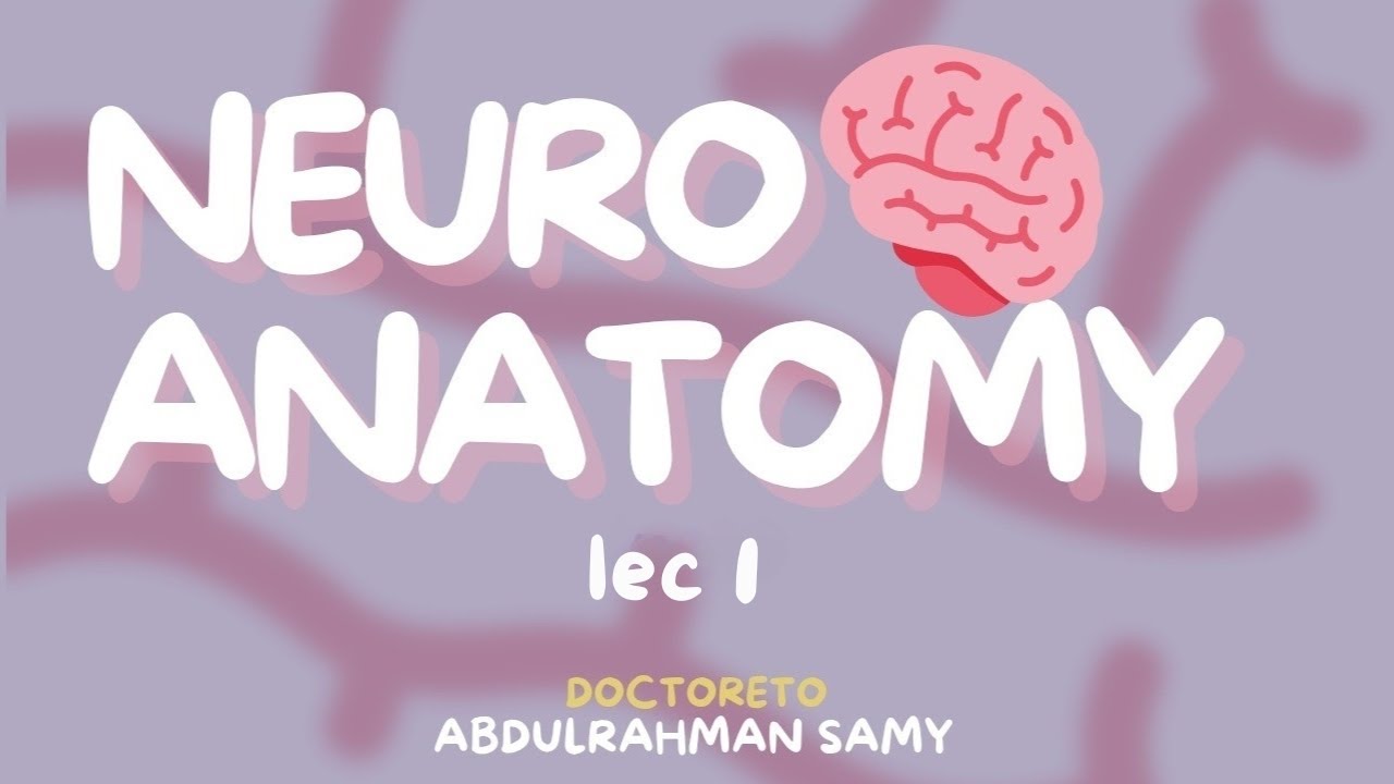 Neuroanatomy lec1 (embryo + spinal cord)