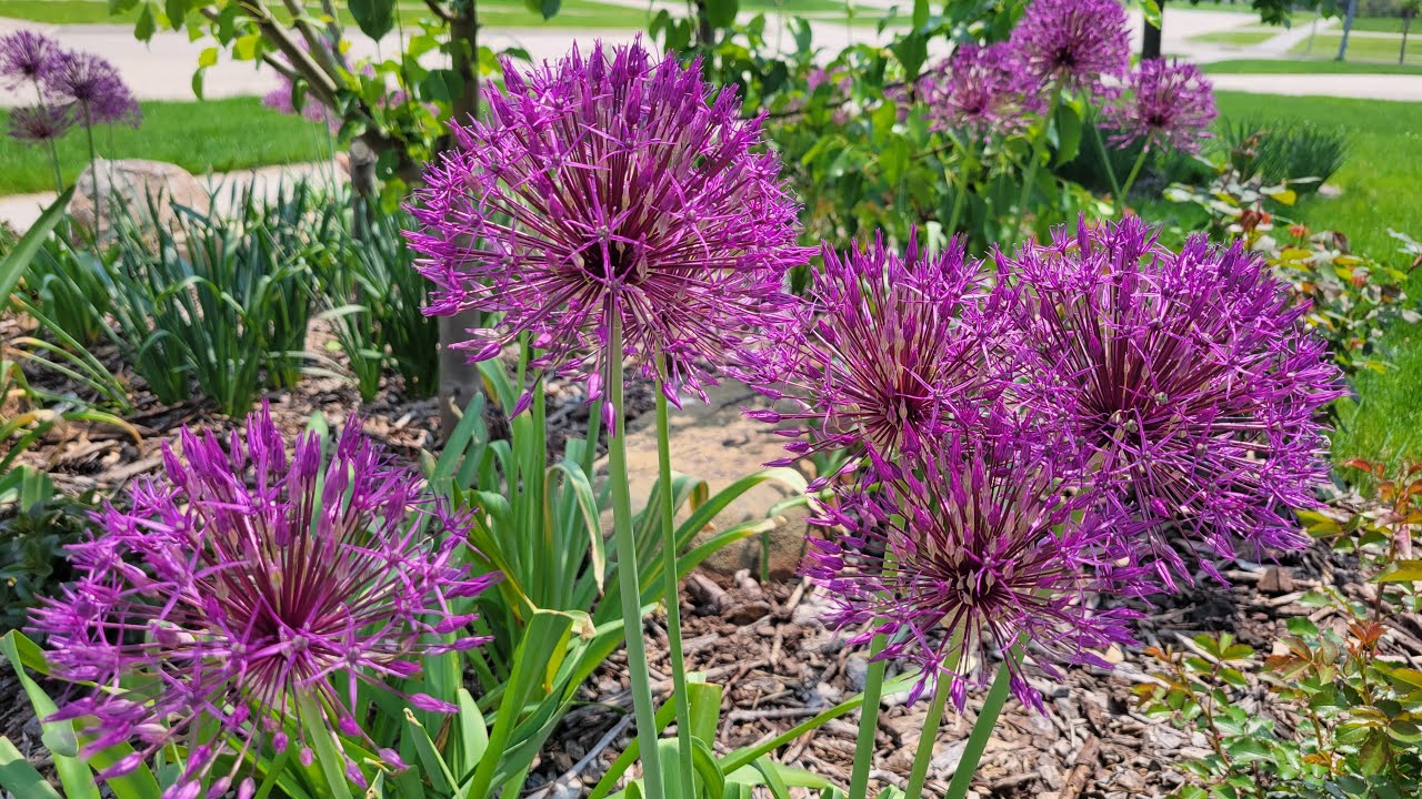 Spring Garden Tour - Zone 5 - May 2023