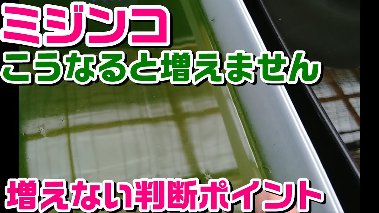 【こうなると増えません！】ミジンコを増やす時に気を付けるポイント【タマミジンコ本舗】