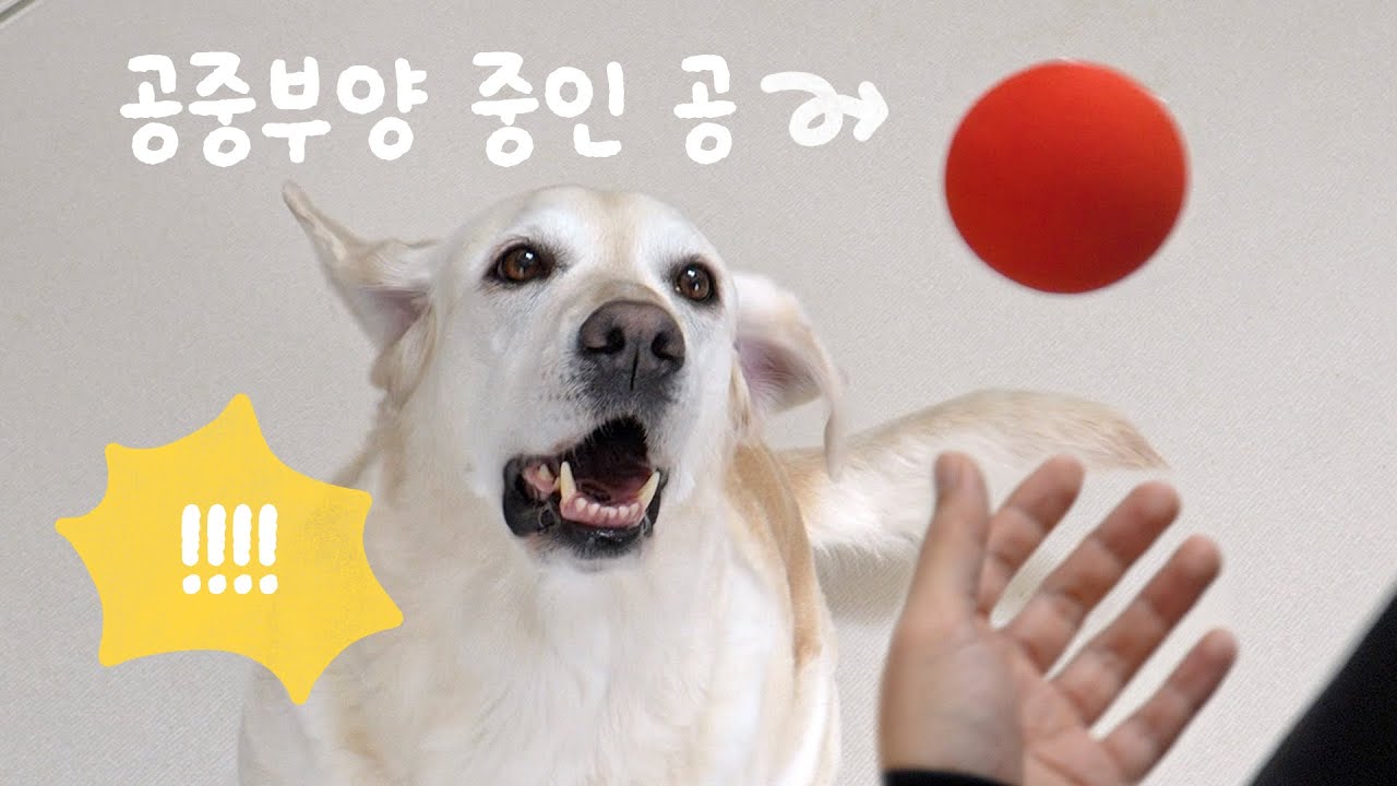 강아지에게 마술 보여줬더니 ㅋㅋㅋ 컬처쇼크 먹은 댕댕이들