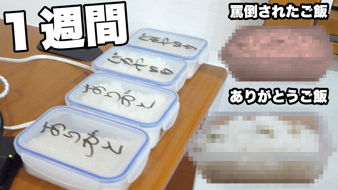 【検証】感謝されたご飯と罵倒されたご飯で腐り方が違くなるらしい【ありがとう効果】