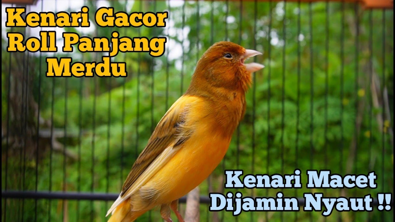 Awas !! Kenari Gacor Panjang Cuit Cuit Emosi, Pancingan Kenari Paud Belajar Bunyi, terapi ampuh 