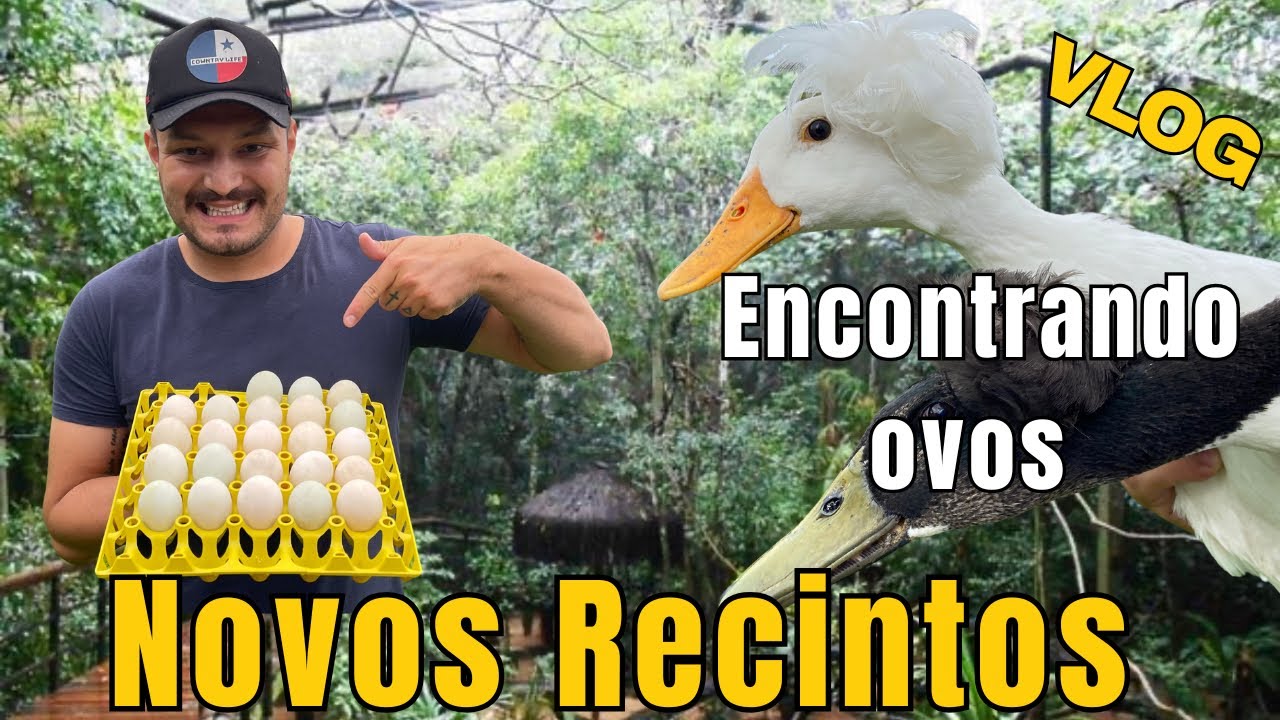 ENCONTRANDO OVOS /CONSTRUINDO NOVOS RECINTOS / VLOG