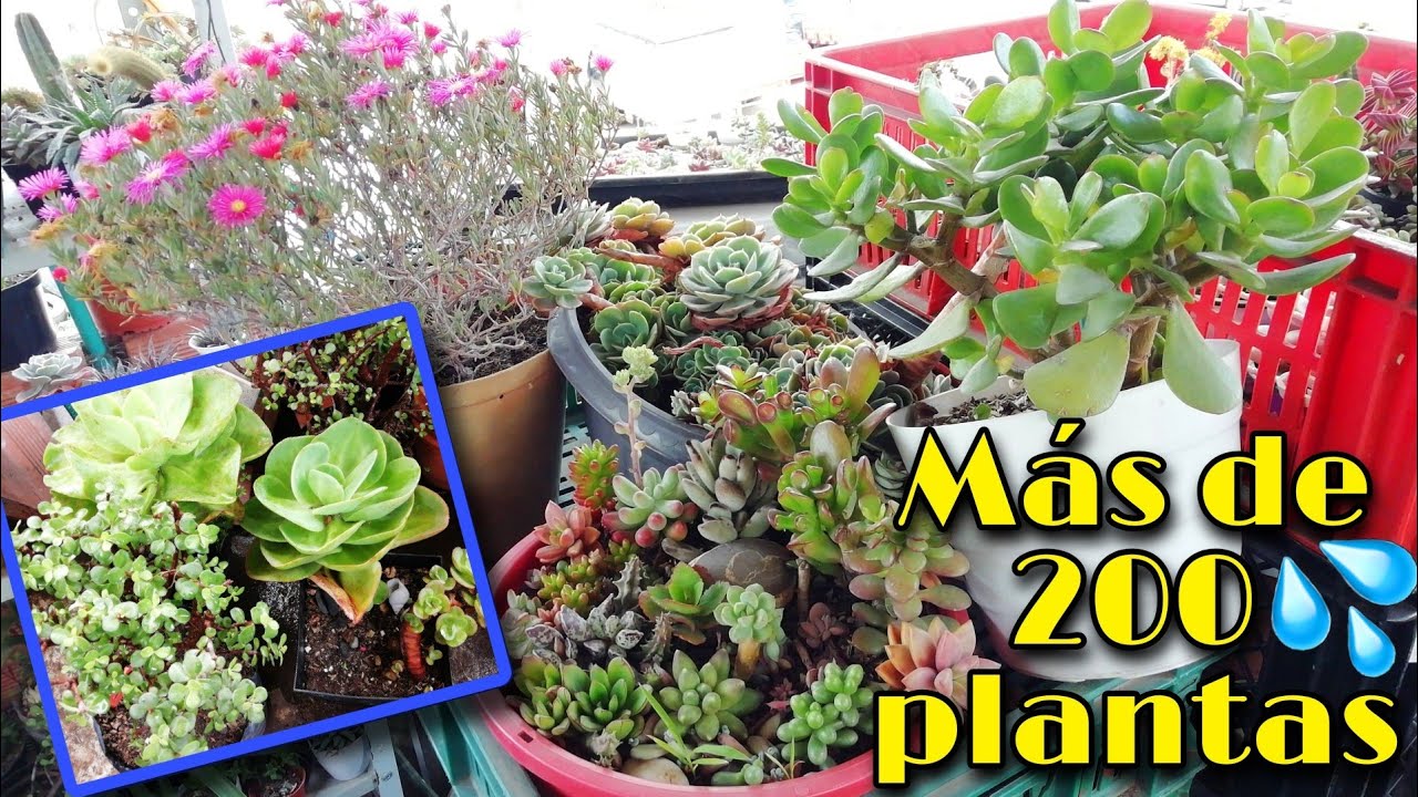DESPUÉS DE 1 MES VOLVÍ A REGAR MIS SUCULENTAS ¿Cómo están en este momento? 🌱 | Jardines by Angie