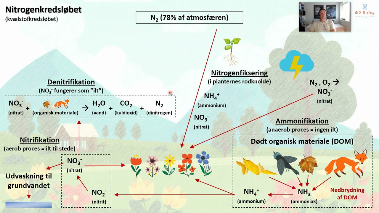 Nitrogenkredsløbet - Biologi 8. årgang