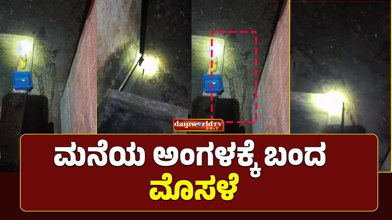 ಮನೆಯ  ಅಂಗಳದಲ್ಲಿ ಮೊಸಳೆ - ಬೇಕು ಅಂತ ಬಂದದ್ದಲ್ಲ  ದಾರಿ ತಪ್ಪಿ ಬಂದದ್ದು │Daijiworld Television