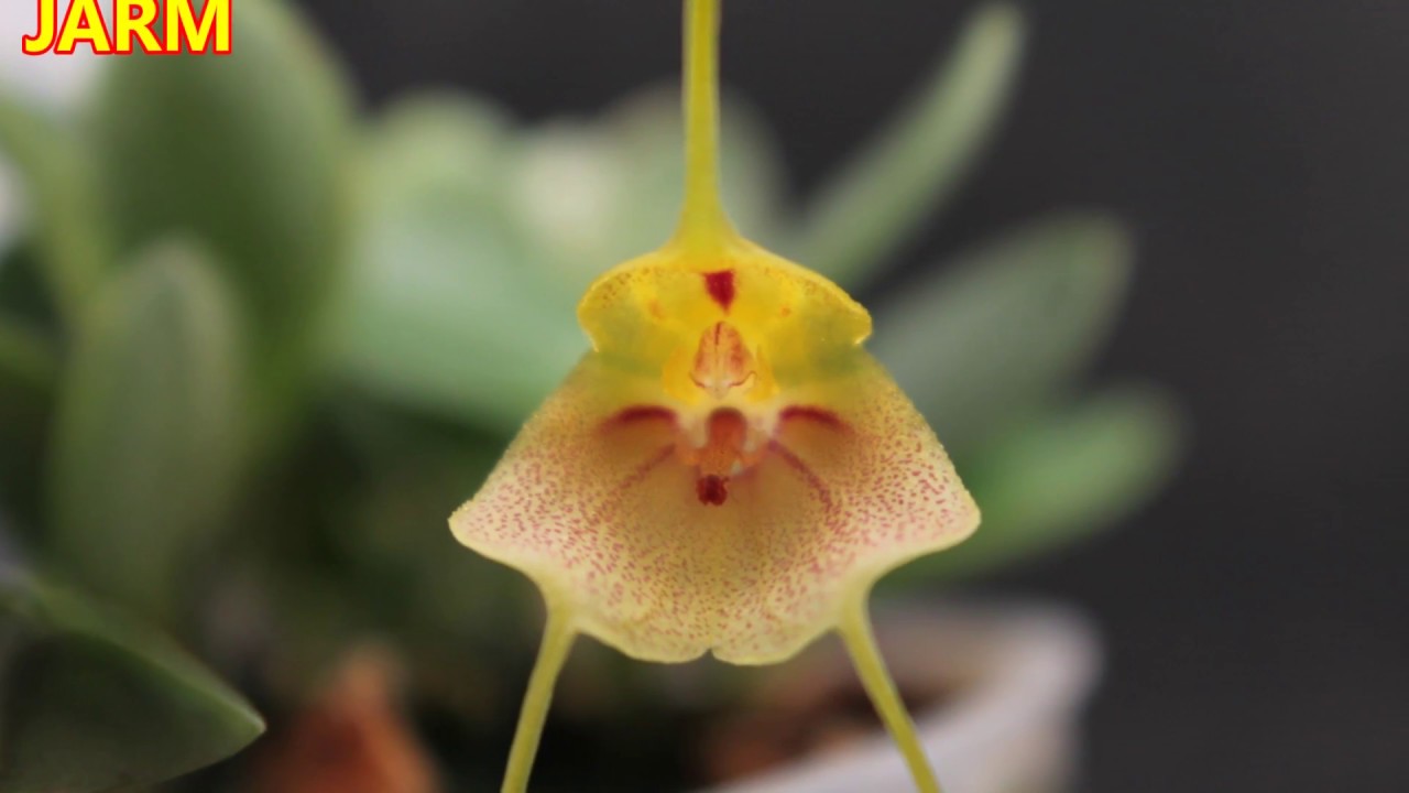 Cómo cultivar masdevallia pteroglossa