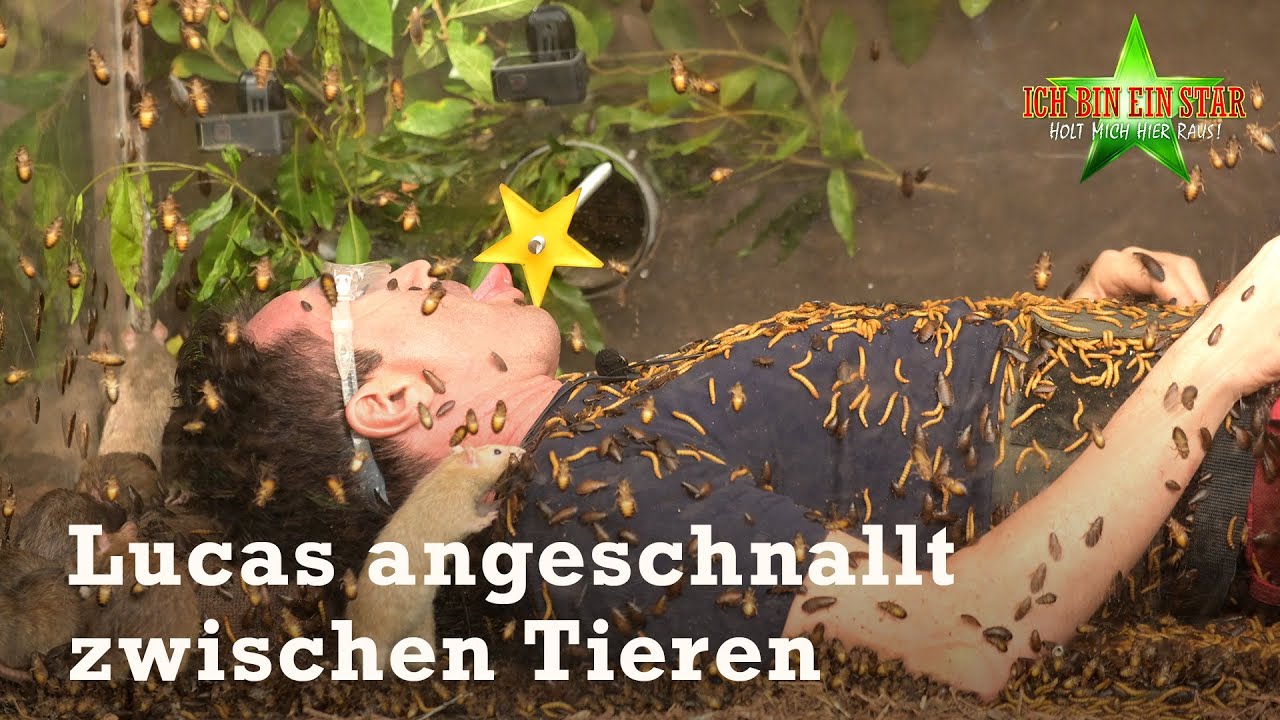 Dschungelprüfung „Stabil“: Lucas ist umgeben von tausend Tieren | #17 | Dschungelcamp 2023