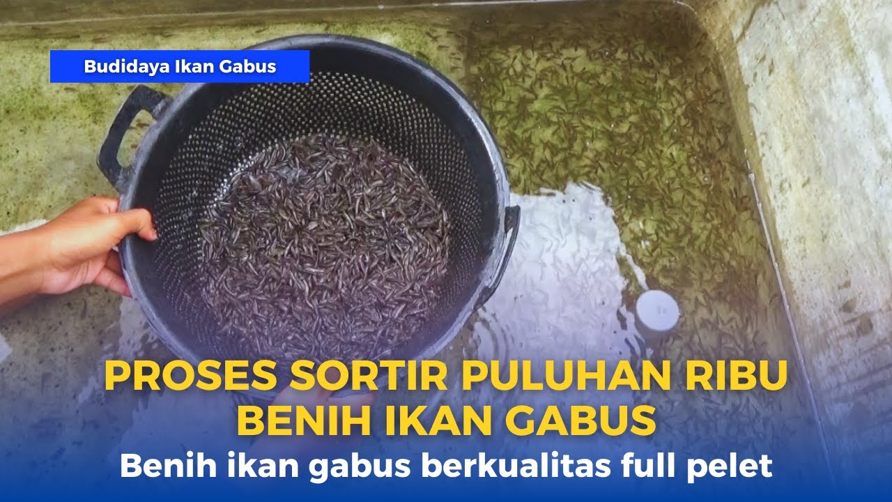 Proses sortir puluhan ribu benih ikan gabus || Budidaya ikan gabus