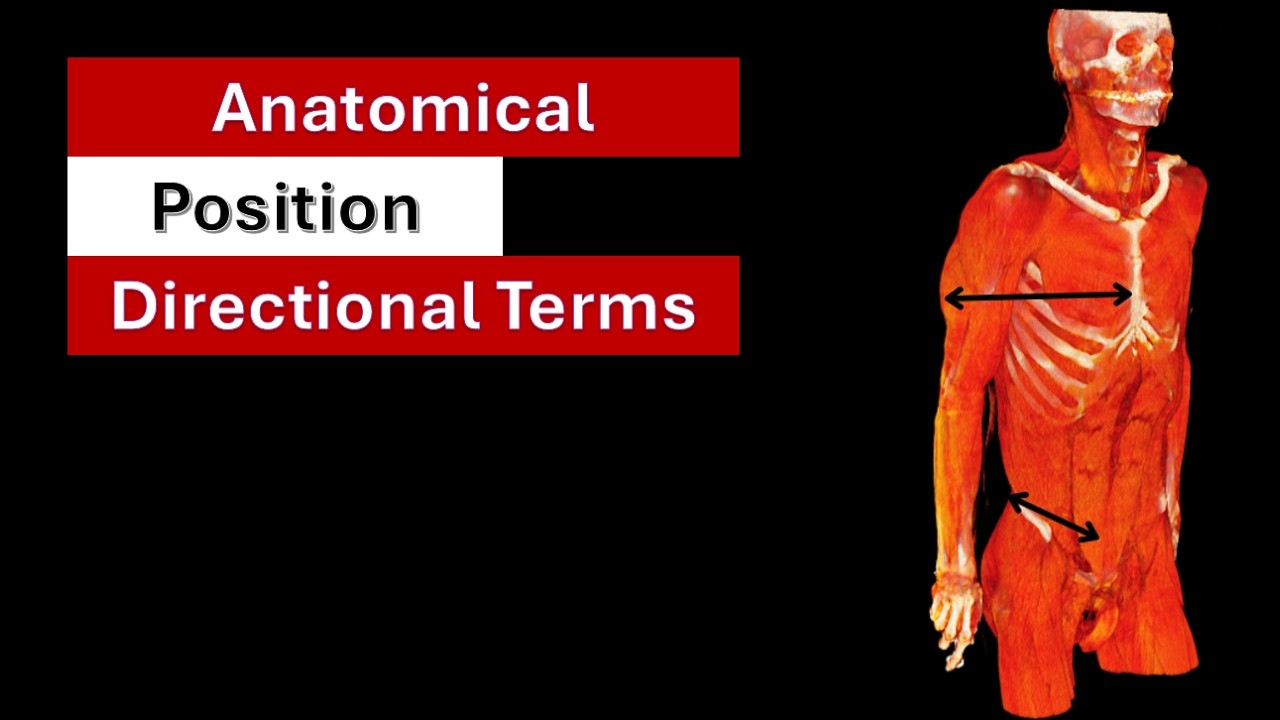 Anatomical terminology
