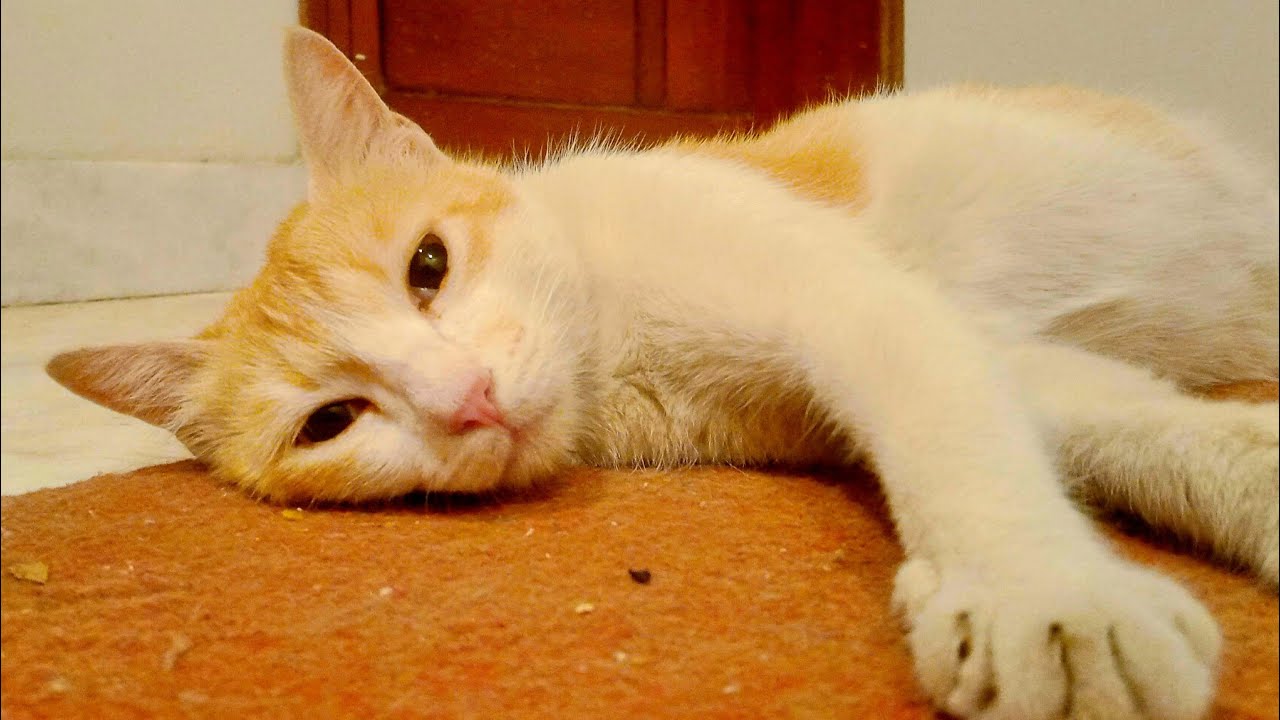 中国猫咪时刻 is live! So sweet 🐈😺 cat 