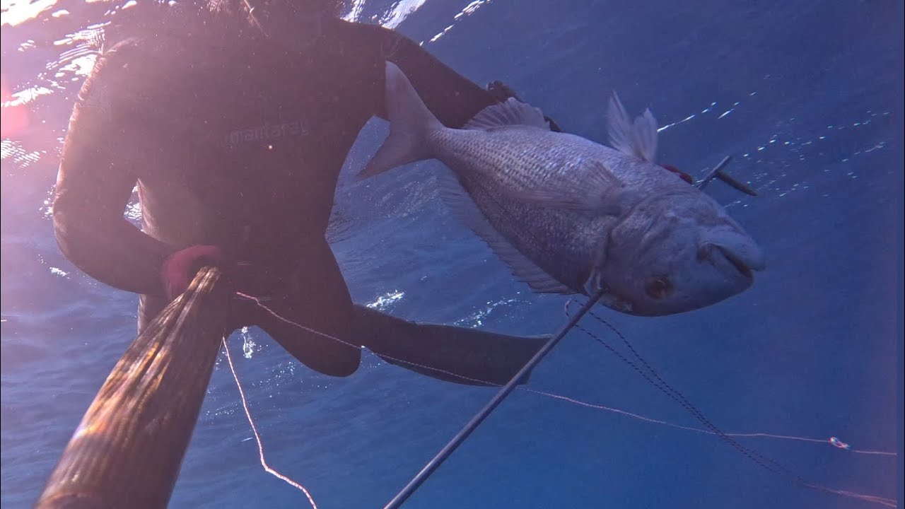 spearfishing 2024|Kostas pouloulis| φαγκρια στο ψαροντούφεκο