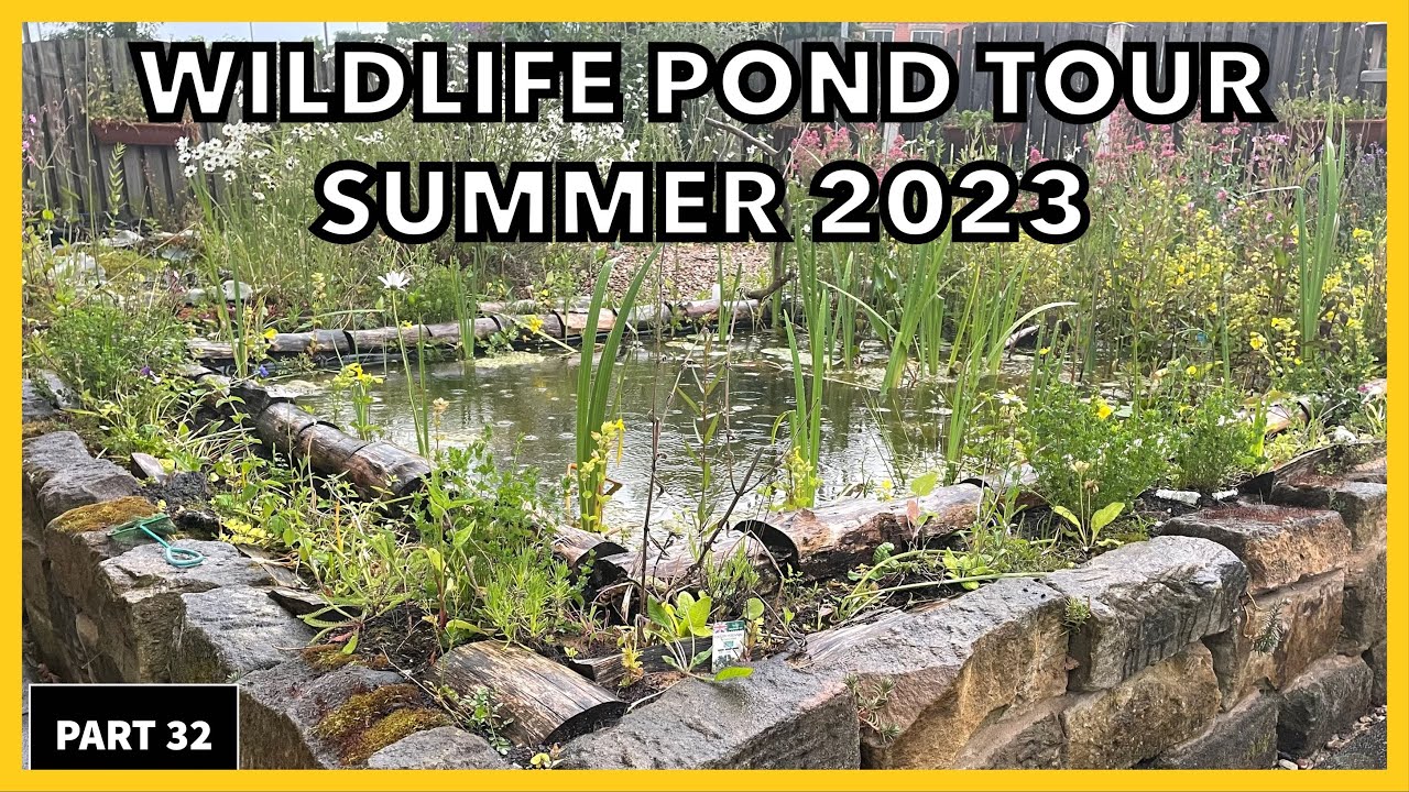 Building A Wildlife Pond & Creating The Perfect Habitat & Wildflowers Pond Tour In The Summer