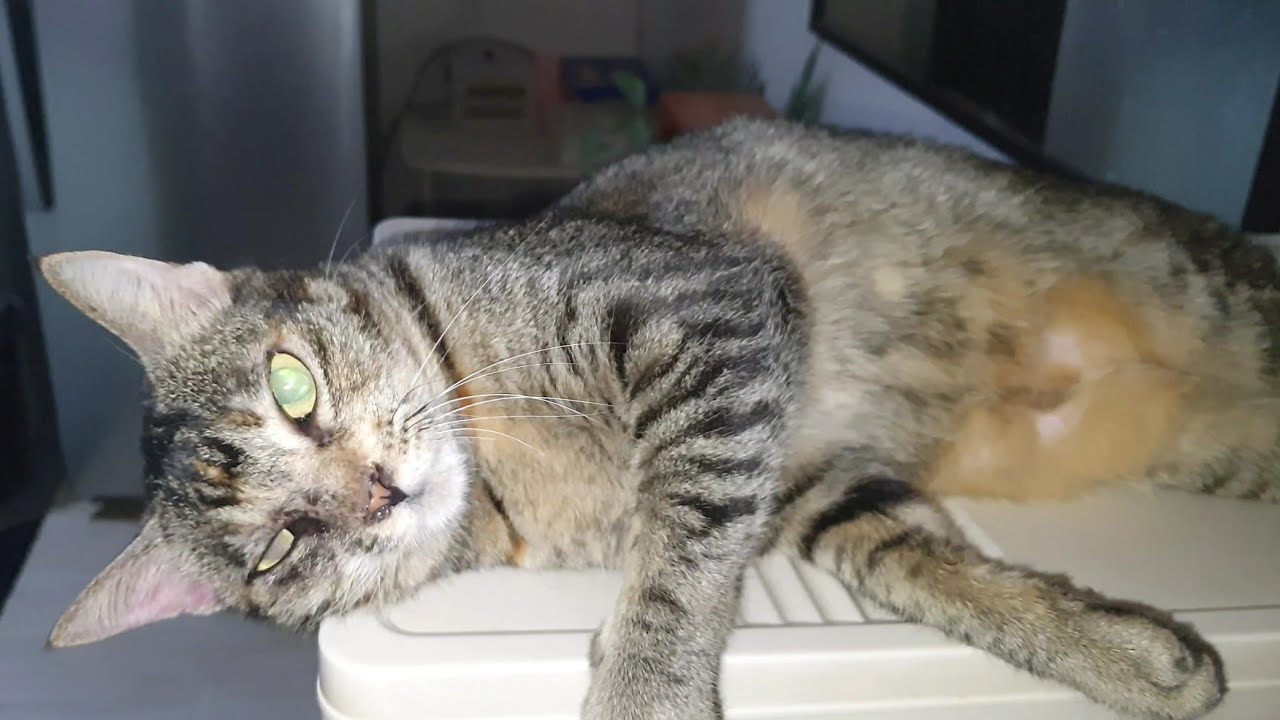 Petting my 7 years old Cat very affectionate | CatsLifePH