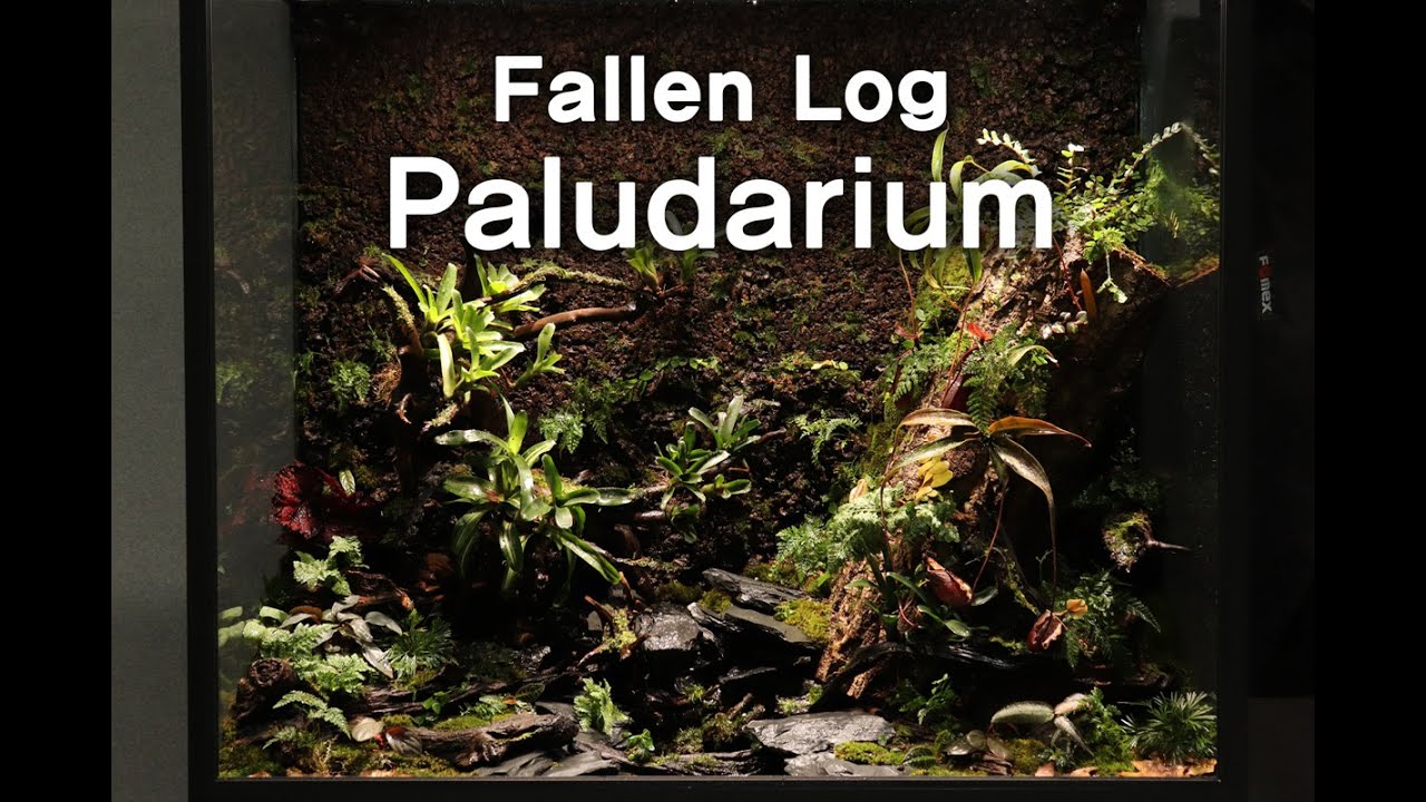 쓰러진 통나무 팔루다리움 'Fallen Log In The Woods' Nepenthes Paludarium  이끼, 정글플랜츠,식충식물 팔루다리움 실내에 정글 만들기
