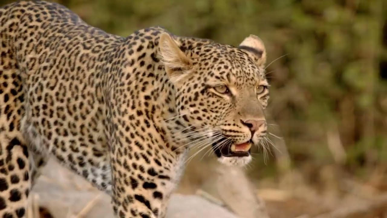 Africas Hunters S2E1 | The Trials of Olimba in Luangwa Valley