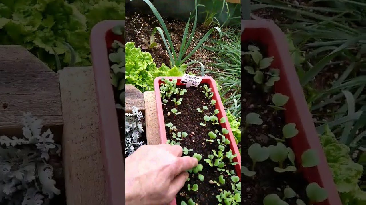 Geothermal Greenhouse Spring Update Zone 5a