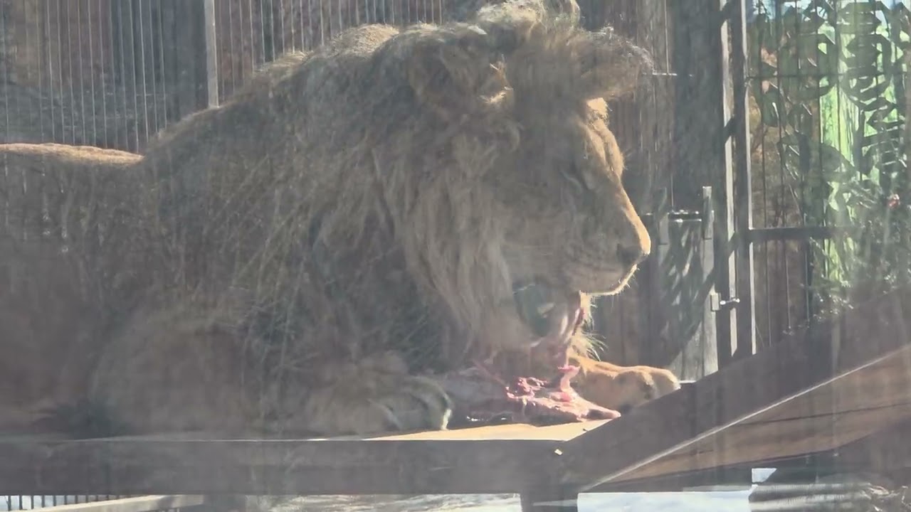 08.03.2026г. Киара нервничает,а Шерхан уплетает свой долгожданный обед с аппетитом