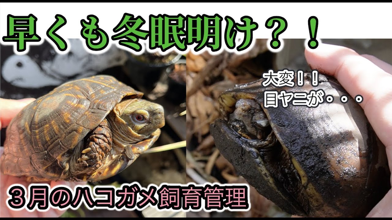 冬眠明け？！３月のハコガメの飼育管理〜かめぞー☆ちゃんねる　225クラッチ目〜
