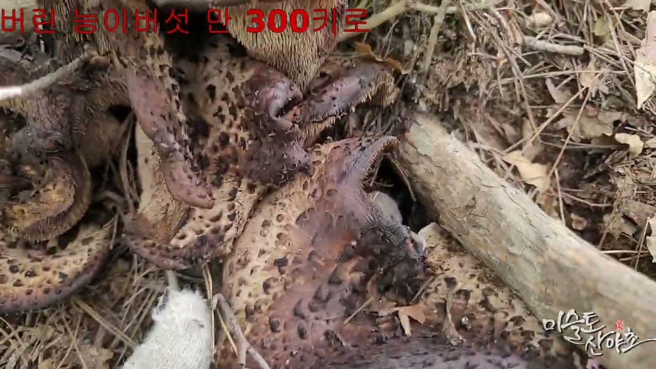버린 능이버섯 만 300키로