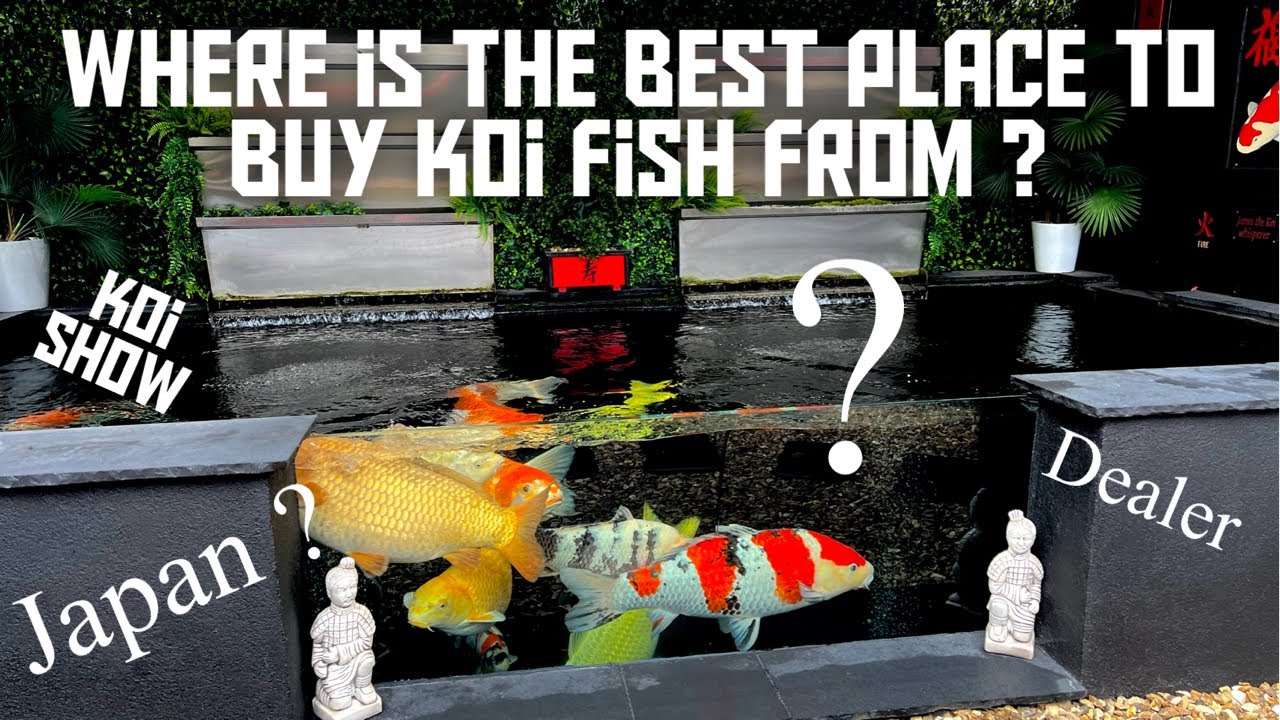 WHERE IS THE BEST PLACE TO BUY KOI!!!!