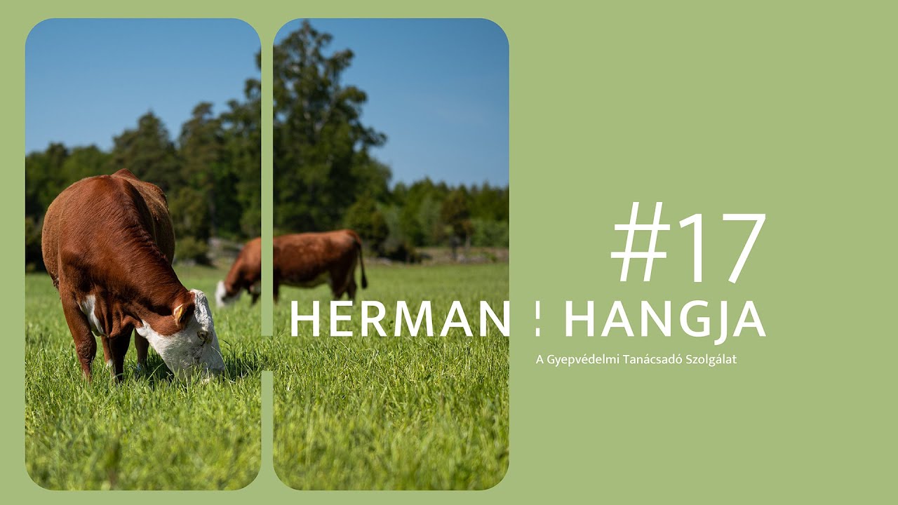 Herman hangja #17 // Gyepvédelmi Tanácsadó Szolgálat